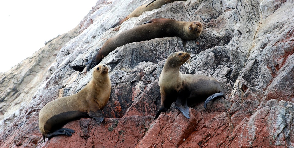 Three sea lions on a rock